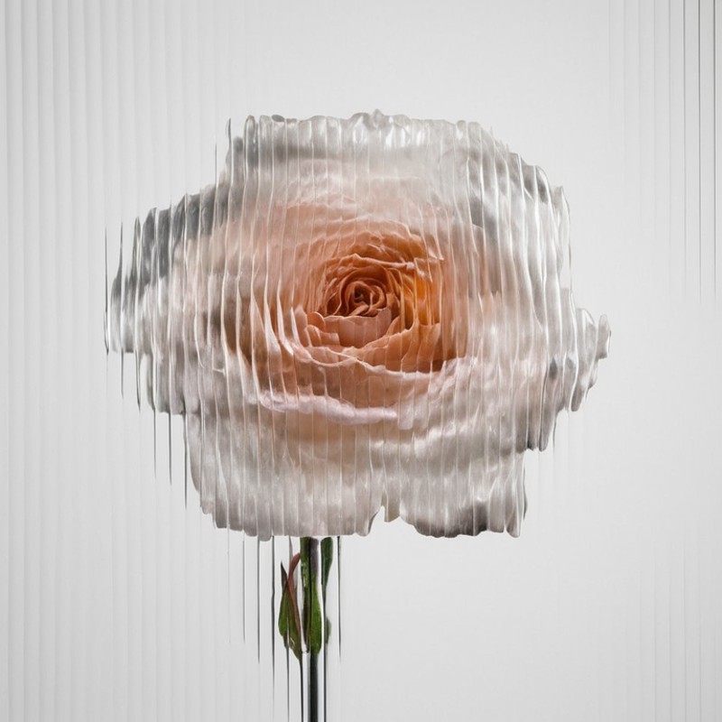 a   rose,  white background,  curved glass,  textured glass, fluted glass <lora:SDXL_Textured_glass_Test_Sa_May:1>